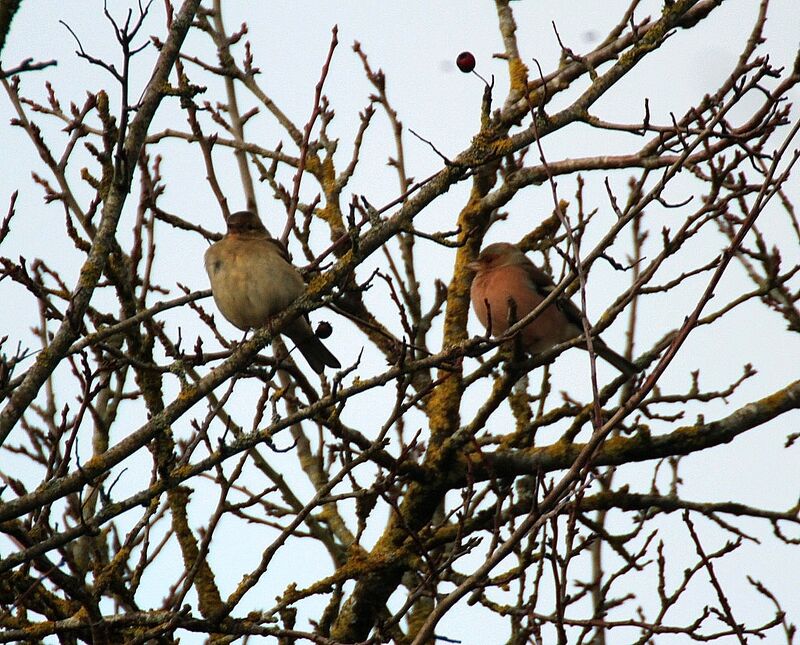 Eurasian Chaffinch