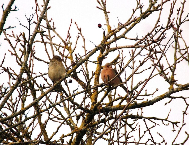 Eurasian Chaffinch