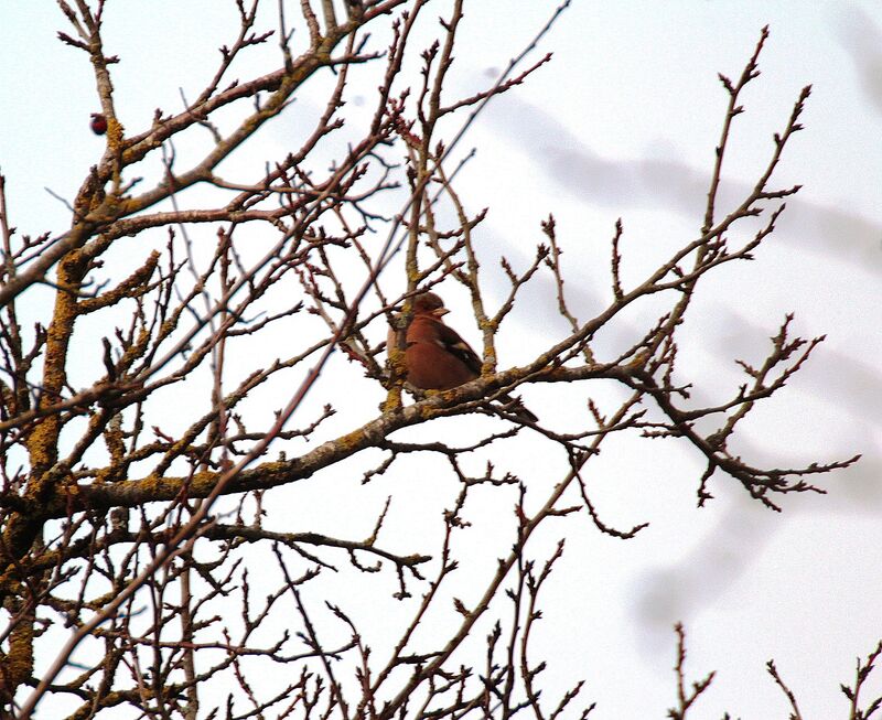 Pinson des arbres