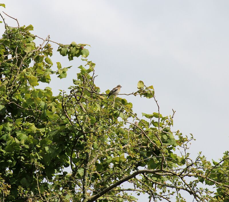 Pinson des arbres