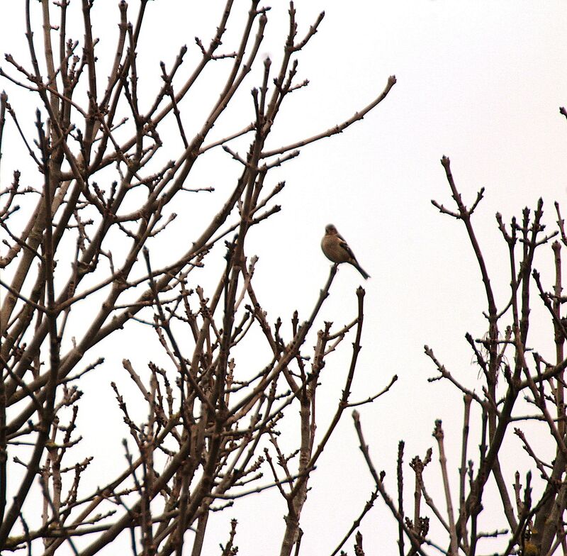 Eurasian Chaffinch