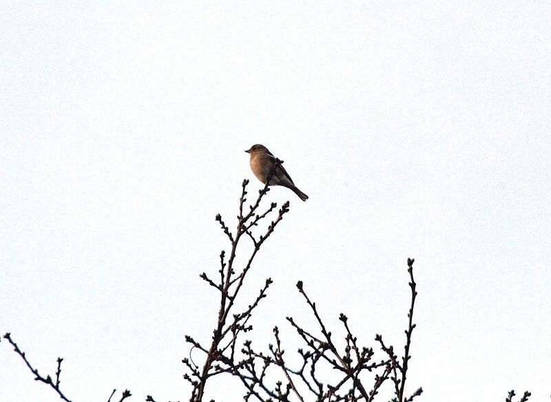 Eurasian Chaffinch