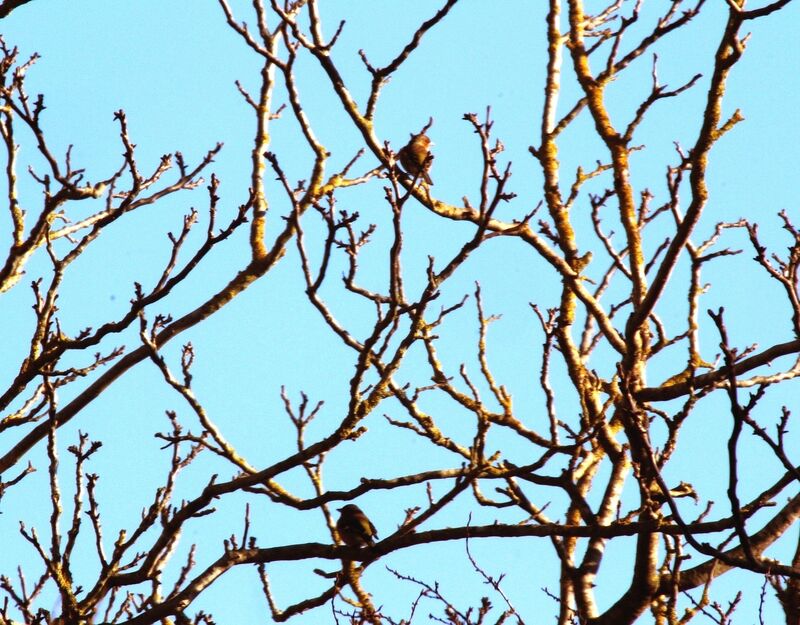 Eurasian Chaffinch