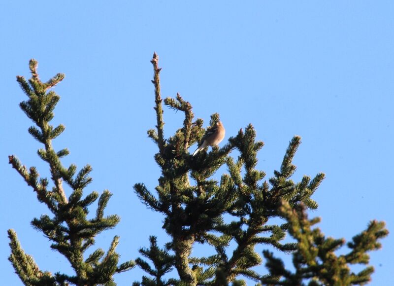 Eurasian Chaffinch