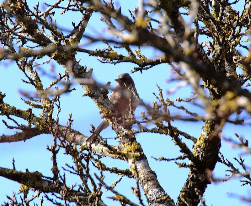 Eurasian Chaffinch