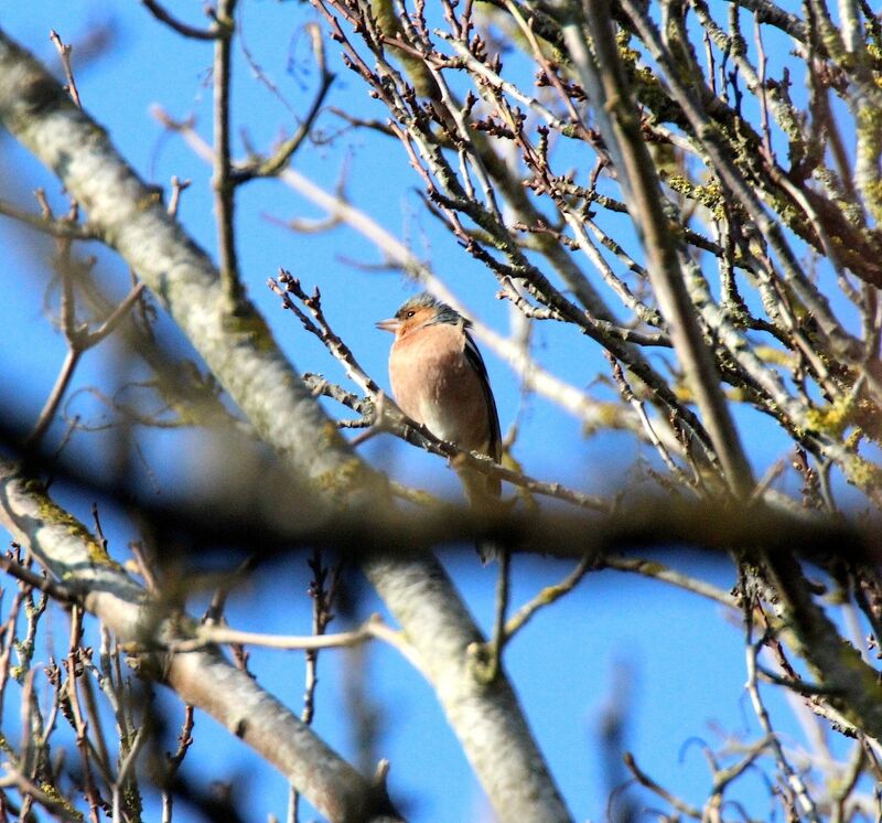 Pinson des arbres