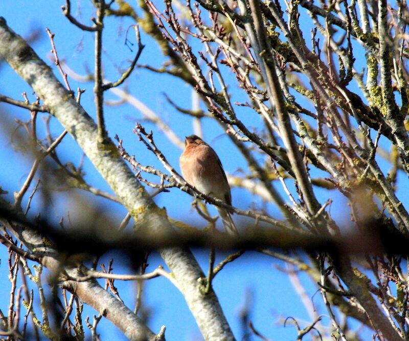 Pinson des arbres