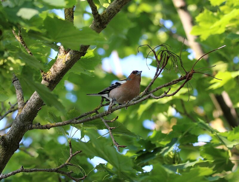 Pinson des arbres