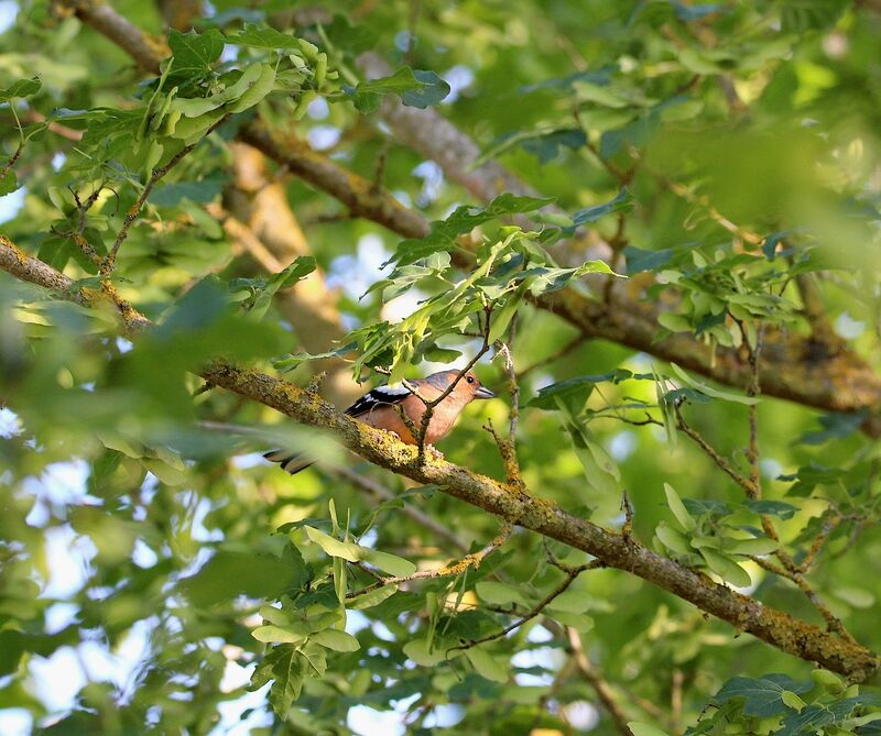 Pinson des arbres