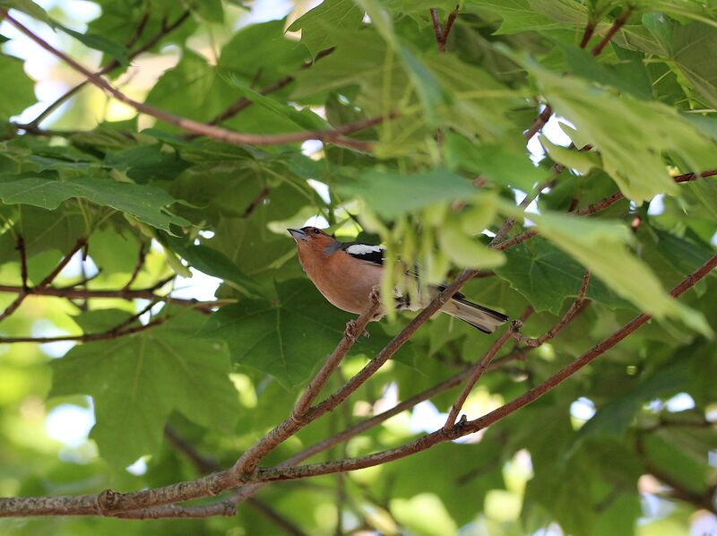 Pinson des arbres