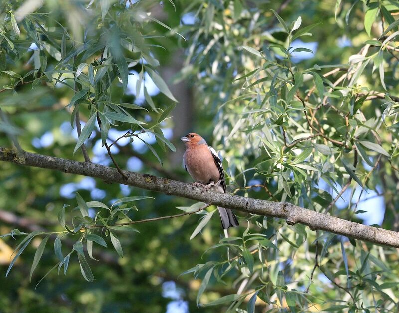 Pinson des arbres