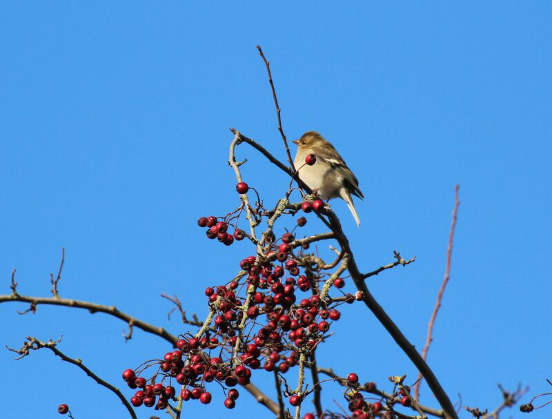 Eurasian Chaffinch