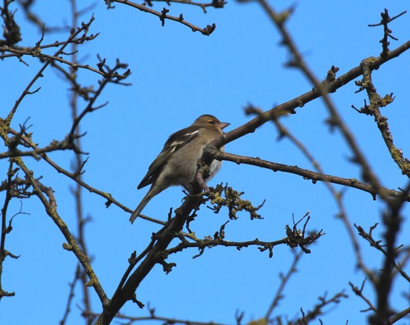 Pinson des arbres