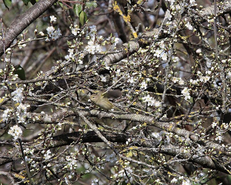 Common Chiffchaff