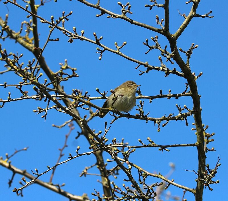 Common Chiffchaff