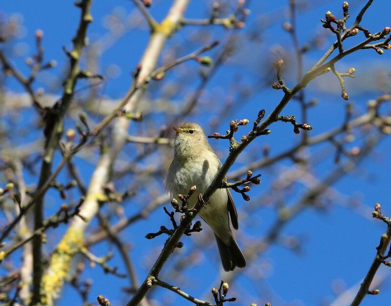 Common Chiffchaff