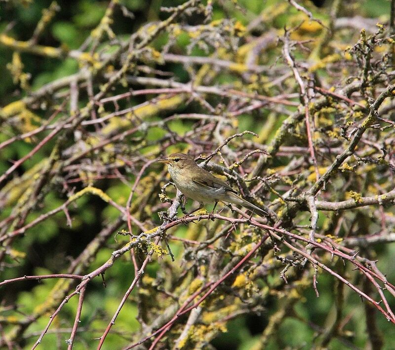 Common Chiffchaff