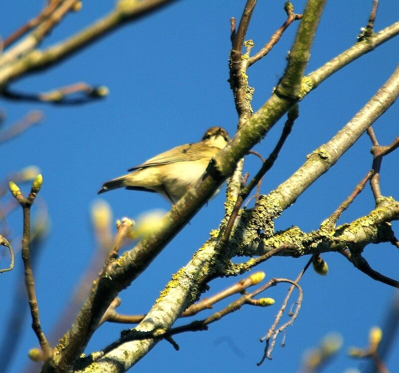 Common Chiffchaff