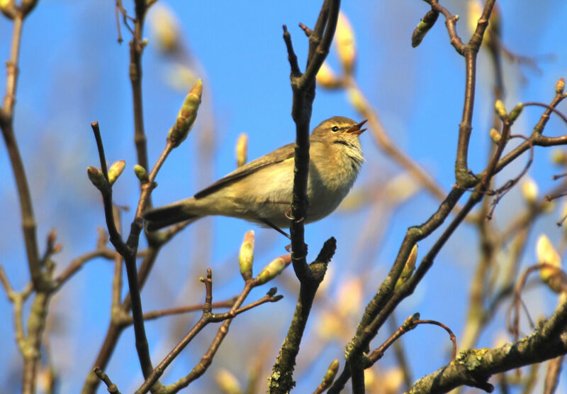 Common Chiffchaff