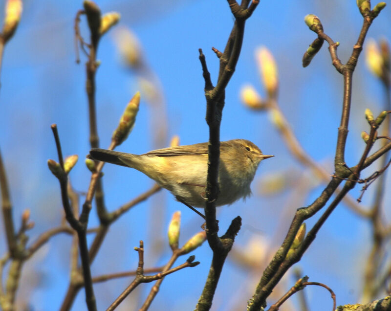 Common Chiffchaff