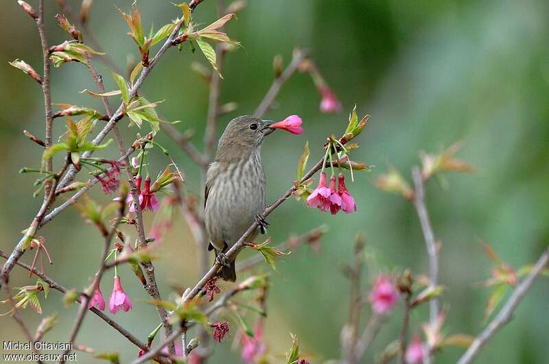 Common Rosefinch female adult, Behaviour