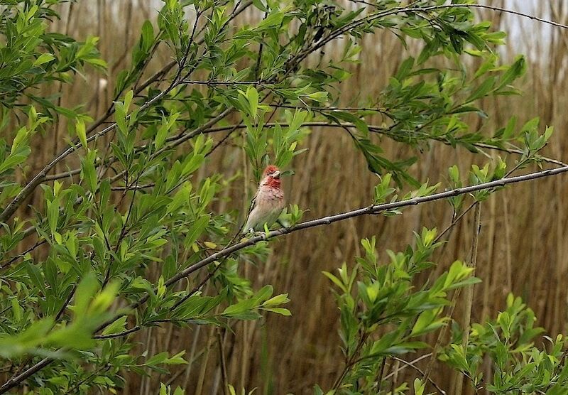 Common Rosefinch