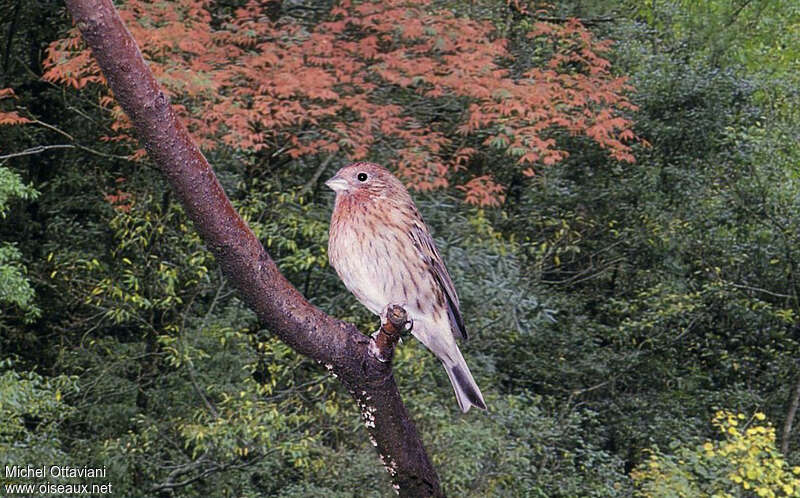 Pallas's Rosefinch female adult, identification