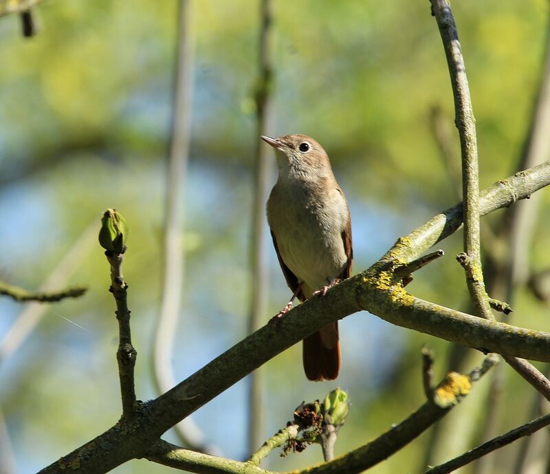 Common Nightingale