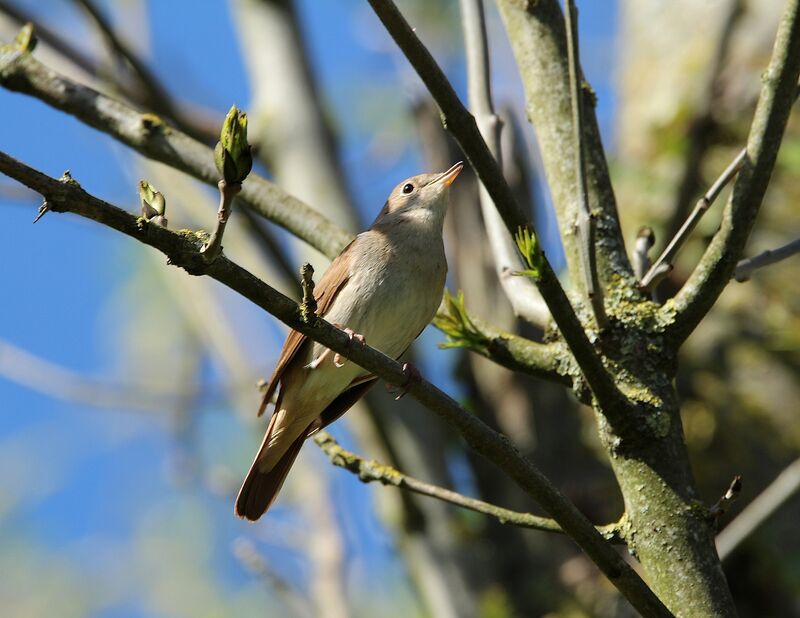 Common Nightingale