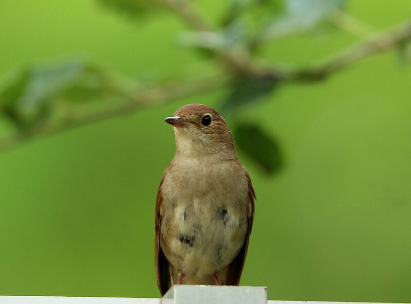 Common Nightingale