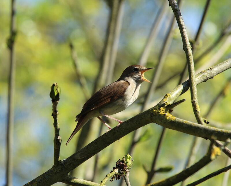 Common Nightingale