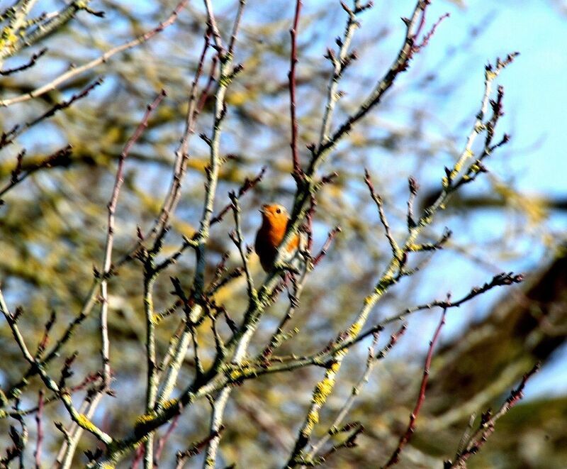 European Robin