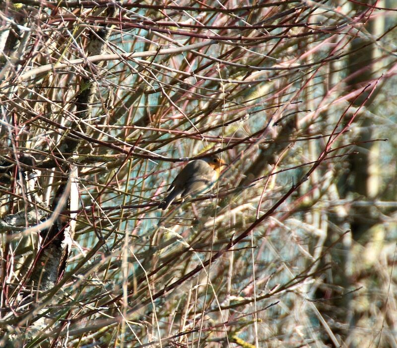 European Robin