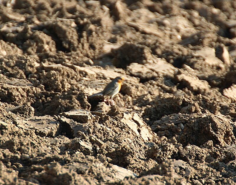 European Robin