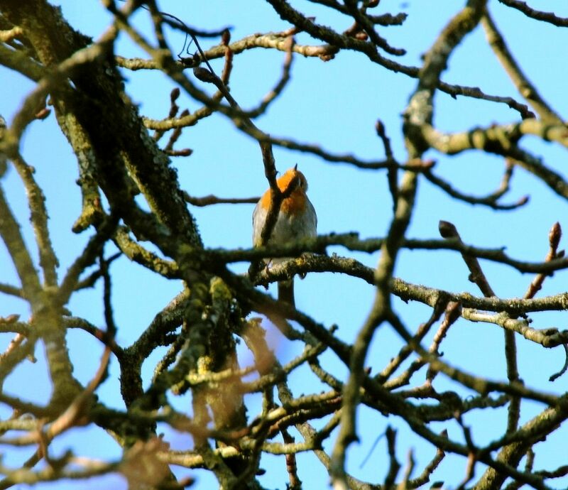 European Robin