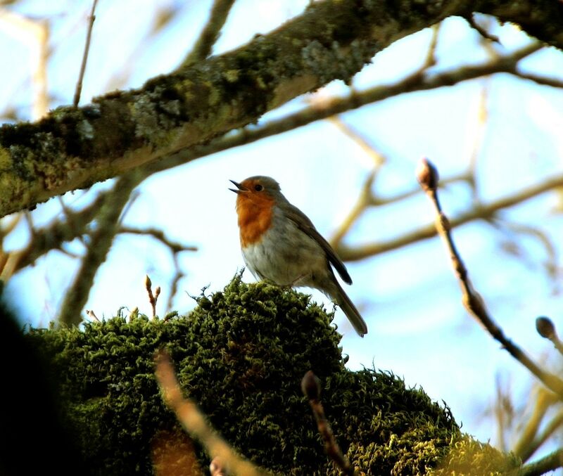 European Robin