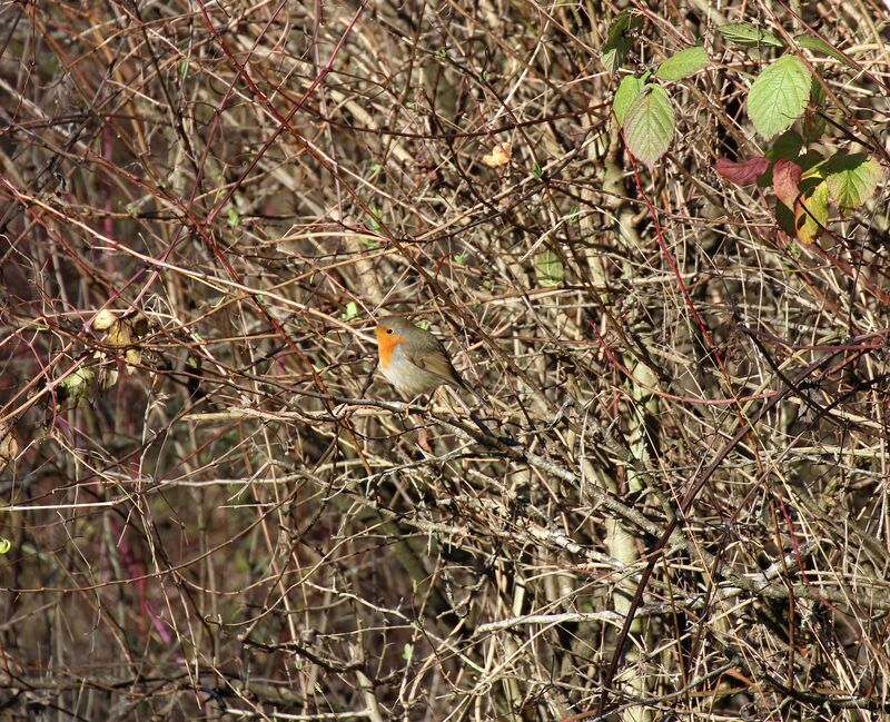 European Robin