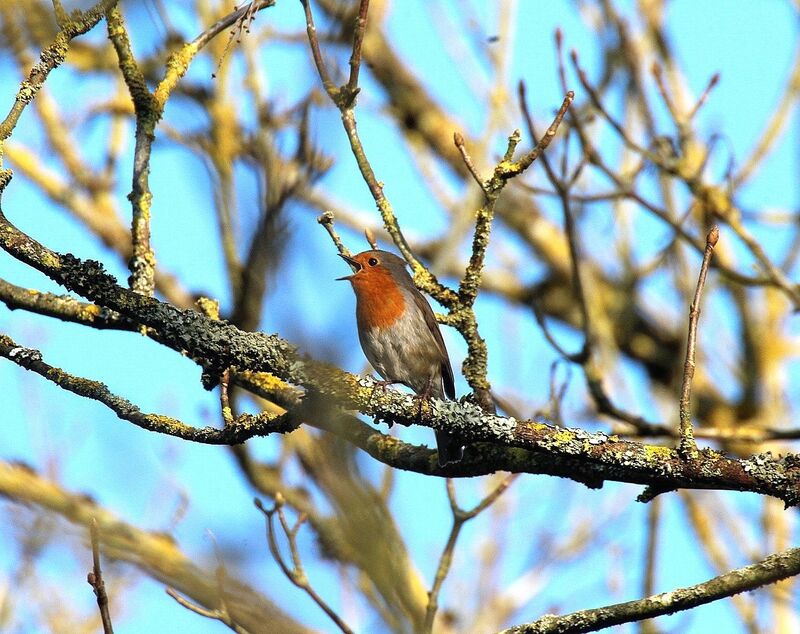 European Robin