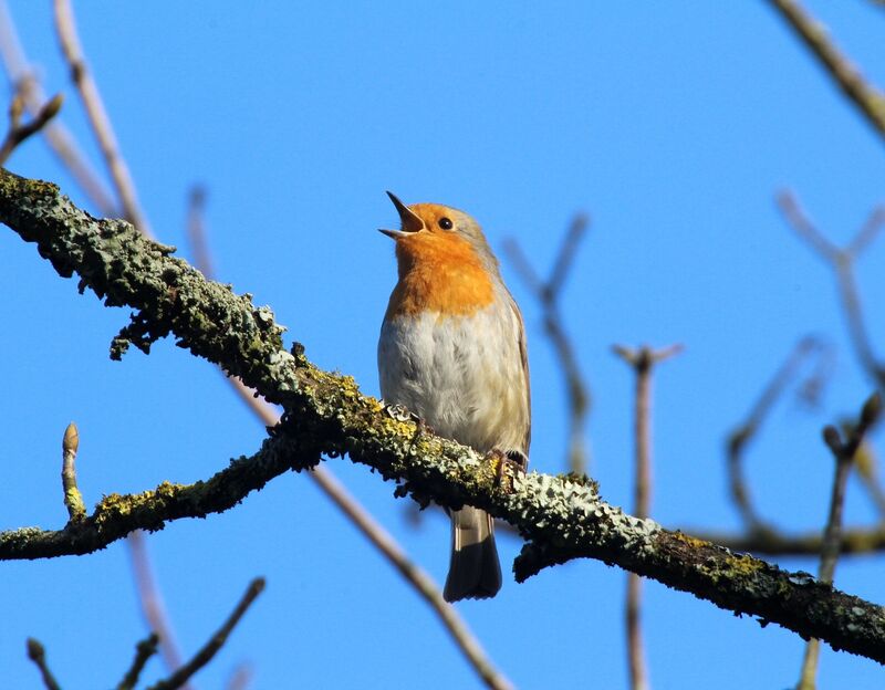 European Robin