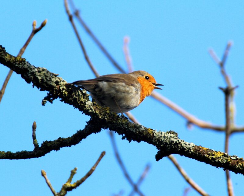 European Robin