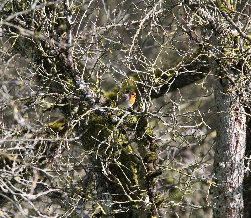 Rougegorge familier