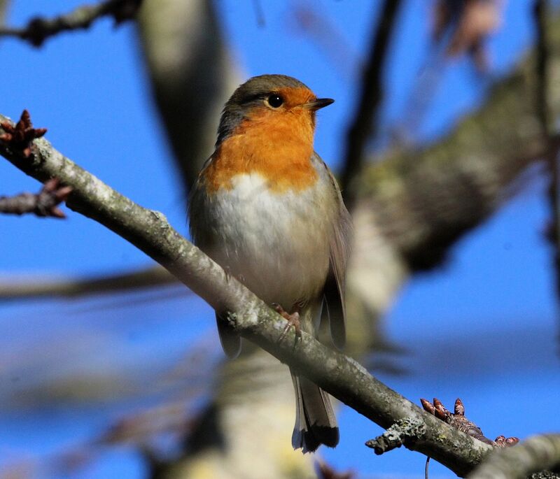 European Robin