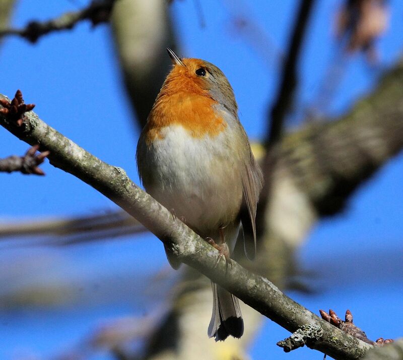 European Robin