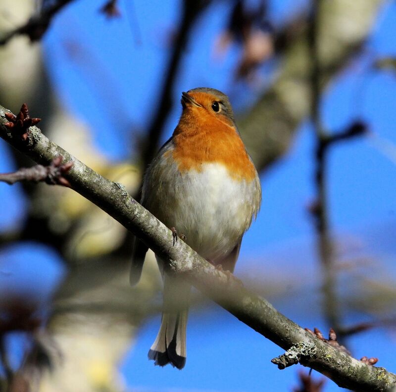 European Robin