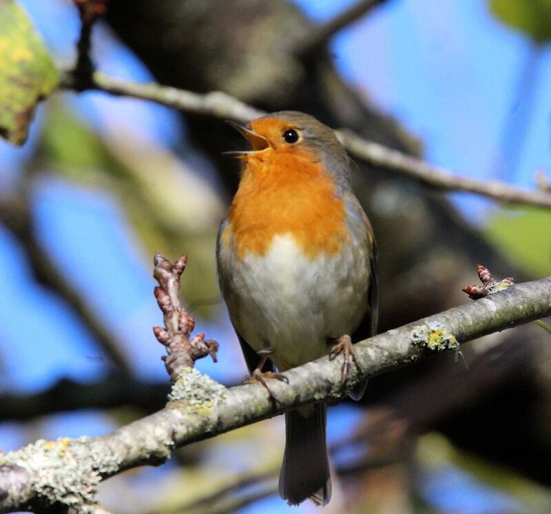 European Robin