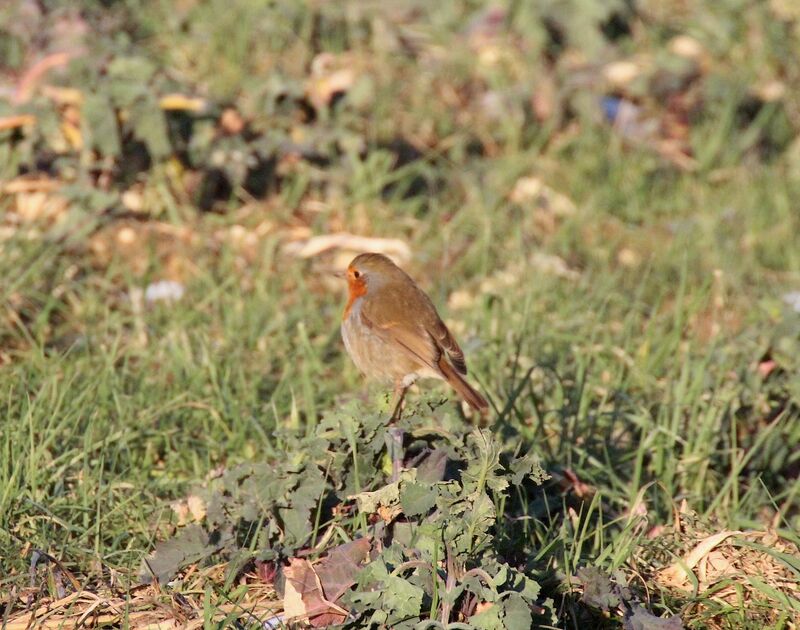 European Robin