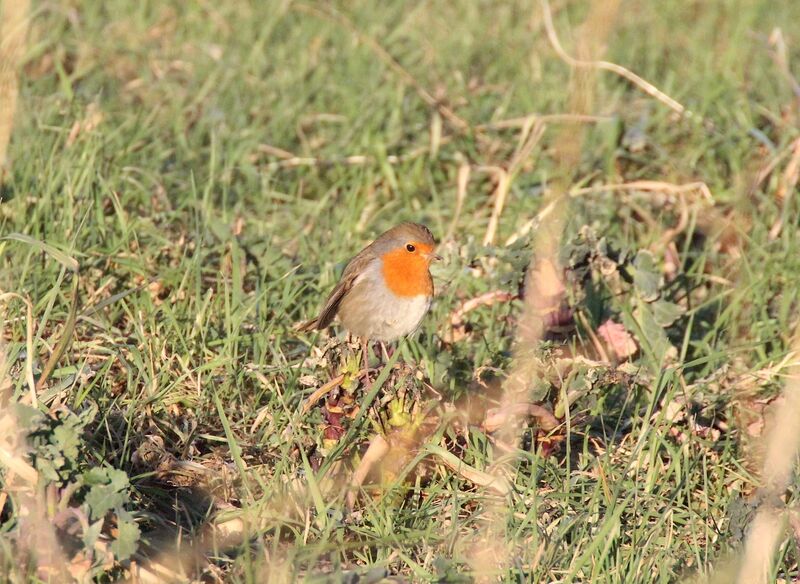 European Robin