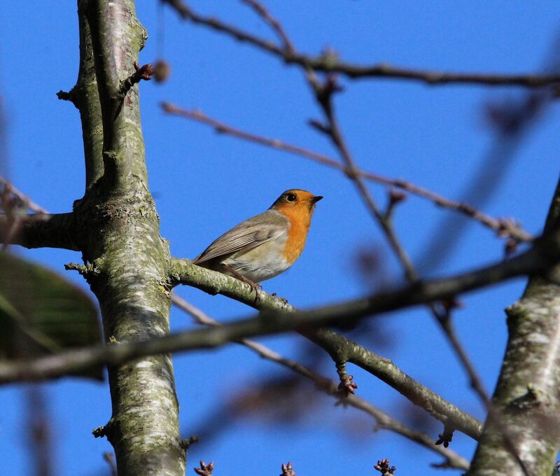 European Robin