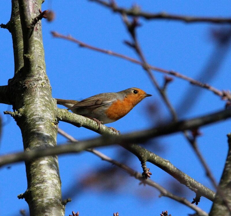 Rougegorge familier