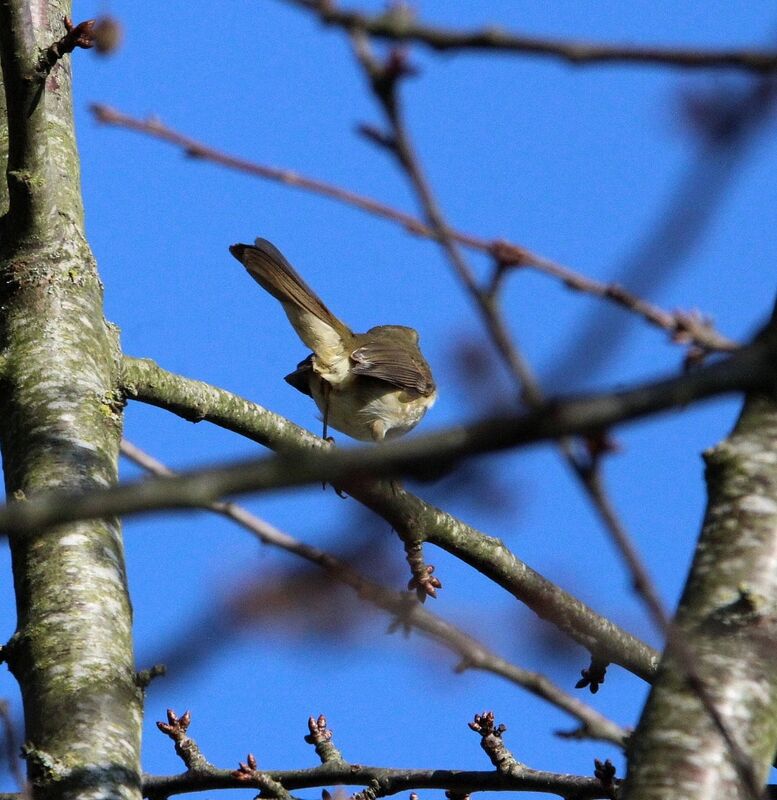 European Robin